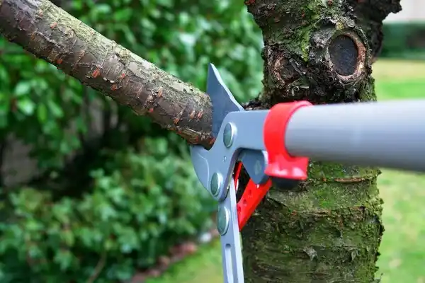 tree services Oval